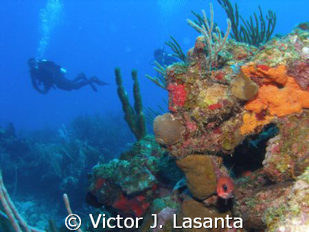 view of mermaid point dive site at parguera area,PUERTO RICO by Victor J. Lasanta 