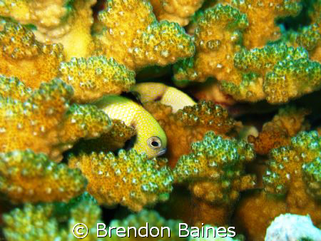 taken with a lot of patienc by Brendon Baines 