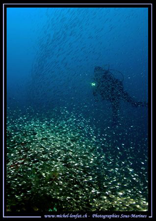 Diver behind a "curtain" of Glass Fish .... :O) .... by Michel Lonfat 