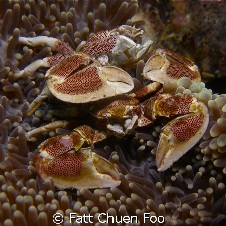 Two Anemone crabs defending their home, Hin Daeng, Thailand by Fatt Chuen Foo 
