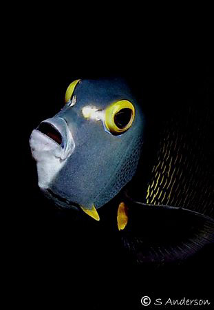 This photo was taken last Thursday while diving on San Fr... by Steven Anderson 