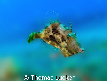 found in Gran Canaria, D200 by Thomas Lueken 