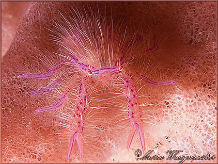 Hairy Pink Squad Lobster on a Barrelsponge in Tulamben, B... by Marco Waagmeester 