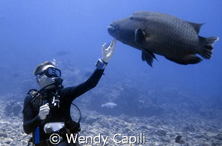 The Napoleon at Blue Corner is very friendly.  It seizes ... by Wendy Capili 