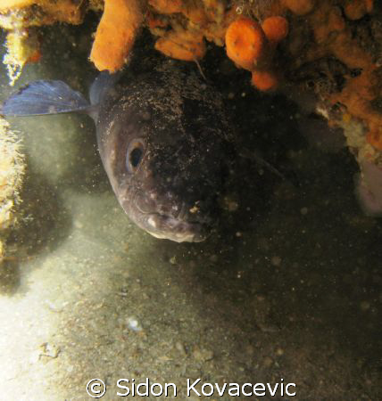 island solta 
40m deep in the cave by Sidon Kovacevic 