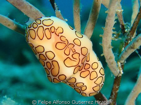 flamingo tonge conch sell in a sea fan at san toribio ree... by Felipe Alfonso Gutierrez Hirata 