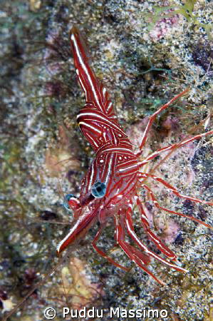 shrimp green eyes,nikon d2x 60mm macro by Puddu Massimo 