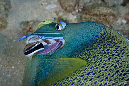 Cleaner wrasse looking for somethng to eat in the gills o... by Ross Gudgeon 