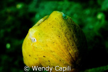 A cute cuttlefish shot under the dock. Taken with NikonD8... by Wendy Capili 