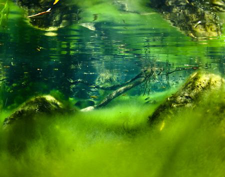 Show casing a freshwater vista in a small creek

Nikon ... by Cal Mero 