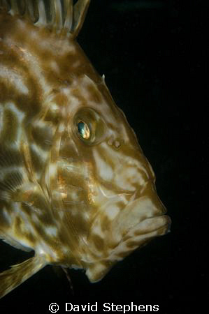 John Dory seen under Swanage pier, October 2008. Nikon D1... by David Stephens 