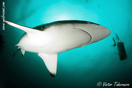 Black Tip Shark in Aliwal Shoal by Victor Tabernero 
