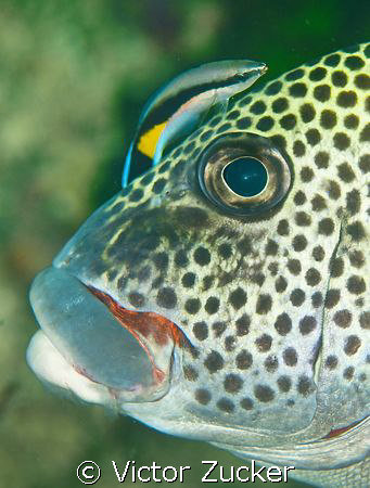 eye to eye by Victor Zucker 