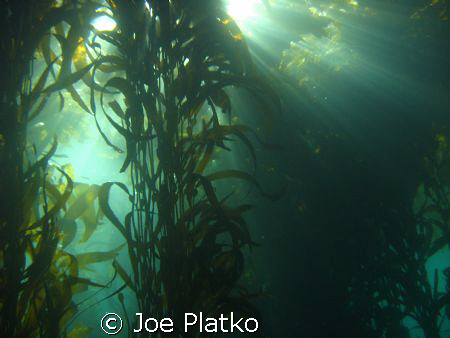 kelp beds of Monastery Beach at a time when there was fin... by Joe Platko 