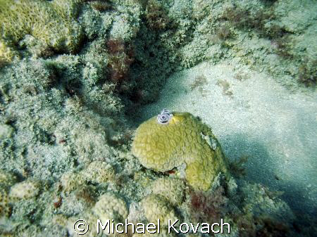 Christmas Tree worms on coral on the Inside Reef at Laude... by Michael Kovach 