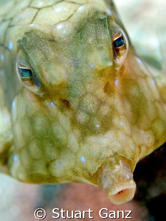 Cowfish by Stuart Ganz 