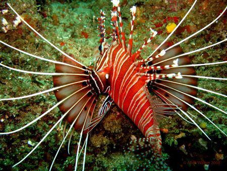 Red and White by Allen Walker 