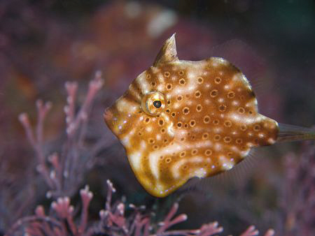 Pygmy Leatherjacket, Bare Island by Doug Anderson 