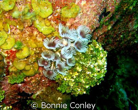 Feather Dusters seen in Grand Cayman August 2008.  Photo ... by Bonnie Conley 