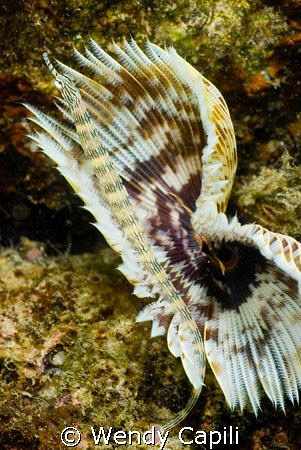 A pipefish on a feather duster just under the dock.  Niko... by Wendy Capili 