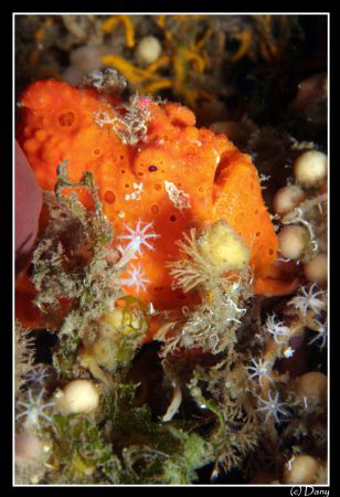 Antenarius pictus taken at "the Pier" in Dauin, Negros by Daniel Strub 