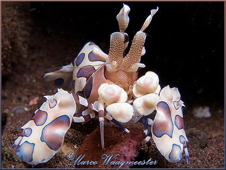 Harlequin Shrimp (Hymenocera elegans) at Seraya, Bali (Ca... by Marco Waagmeester 