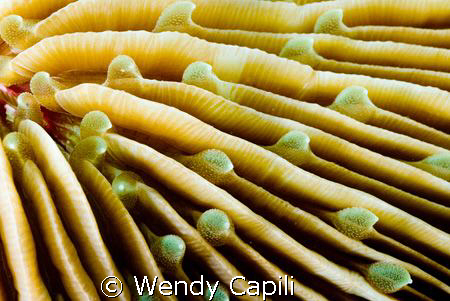 A hard coral up close, my first try on doing underwater a... by Wendy Capili 