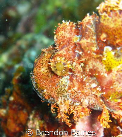 scopianfish shot closeup using canon g9 on wreck of Fujei... by Brendon Baines 