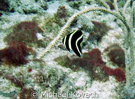 Juvenille Angel Fish on the inside reef at Lauderdale by ... by Michael Kovach 