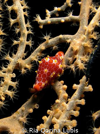Little cowrie on sea fan, was taken when night dive @ USS... by Ria Qorina Lubis 