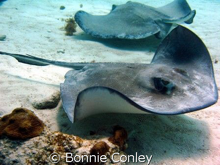 Stingray from Stingray City in Grand Cayman.  Photo taken... by Bonnie Conley 