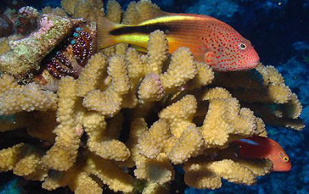Hawkfishes and Crab by Martin Dalsaso 