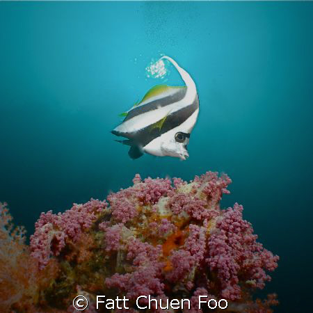 Bannerfish in the sun, Hin Daeng, Thailand by Fatt Chuen Foo 