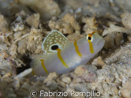 ghiozzo dalla pinna a vela (Amblyeleotris randalli) by Fabrizio Pompilio 