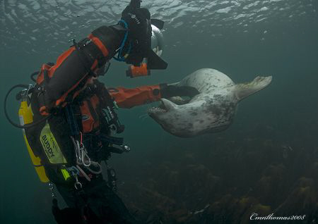 Attack of the killer seal.
Dirk & playful grey seal pup ... by Mark Thomas 