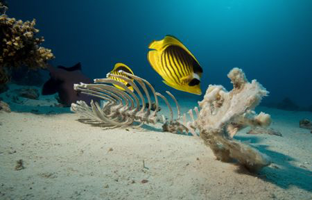 Proof that goats shouldn't dive. by Dray Van Beeck 