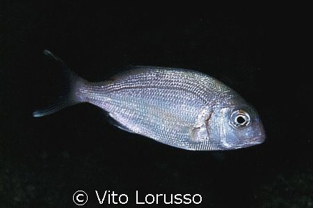 Fishs - Pagellus erythrinus by Vito Lorusso 