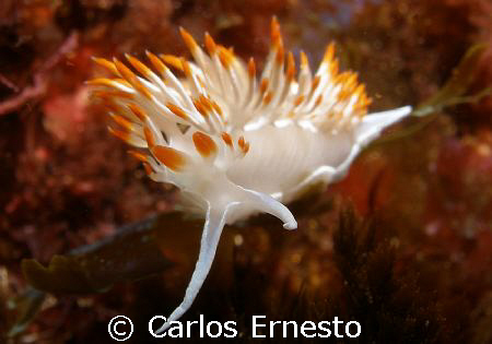 Flabellina babai.
Olympus C-7070 and Ys-60 strob by Carlos Ernesto 