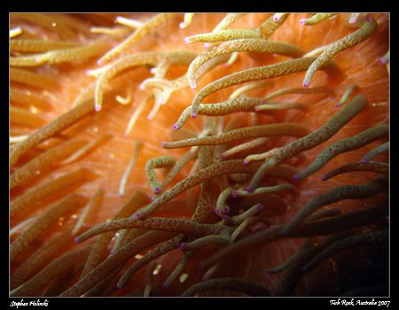 Anemone Abstract. Canon A630, internal flash. by Stephen Holinski 