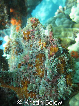 Commerson's Frogfish blending in with the reef ....as always by Kristin Belew 