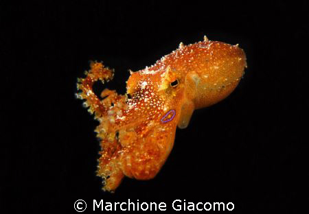 Blu ring octopussy new species
Manado 2008
Nikon D200, ... by Marchione Giacomo 