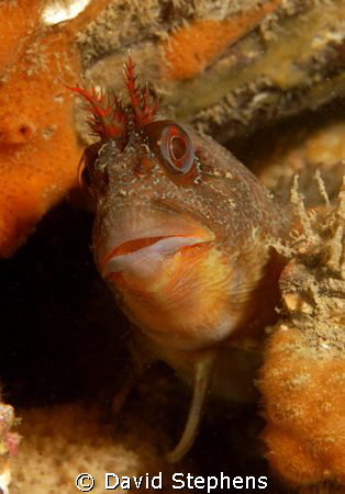 Tompot blenny under Swanage pier, October 2008. Taken wit... by David Stephens 