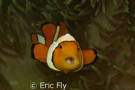 Gotchya.  Lucky shot early am Nomad Divers house reef Lem... by Eric Fly 