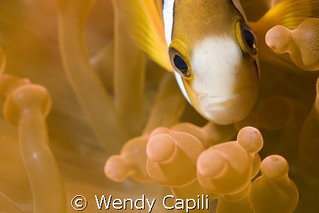 Red Anemone at Big Drop Off Palau using NikonD80 + 60mm macr by Wendy Capili 