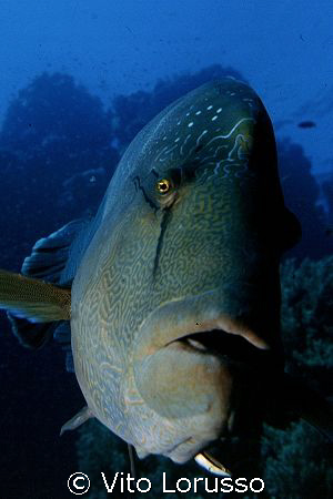 Fishs - Cheilinus undulatus by Vito Lorusso 