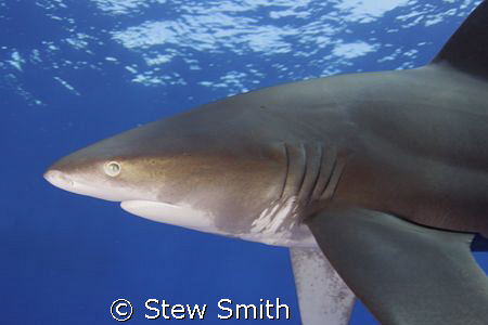 350D Tokina 10-17mm 2 x ys90's
Oceanic whitetip - Elphin... by Stew Smith 
