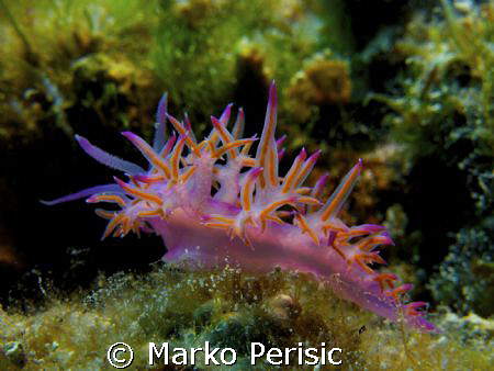 Pink Flabellina (flabellina affinis) by Marko Perisic 