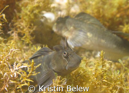 Check out his smile!!  Zebra Blenny in a tide pool near N... by Kristin Belew 