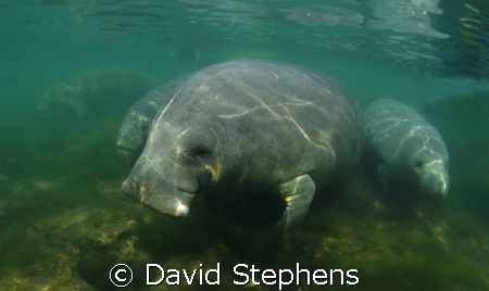 Manatees taken in Crystal Springs, Florida in April 2008.... by David Stephens 