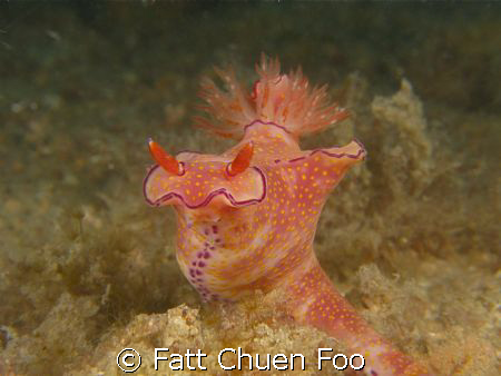 Chromodoridae Ceratosoma Nudi rising to the occasion, Per... by Fatt Chuen Foo 